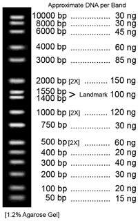 Size Of Dna