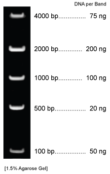 DNA MASS MARKER   
Quantitative Plasmid DNA Ladder
Catalog #BN2055
WIDE RANGE: 100 bp - 4,000 bp, with evenly spaced bands
EASY TO READ: Clearly recognizable band sizes
CONVENIENT: Stable at Room Temperature for 2 or more years
READY TO USE: Perfect standard for accurate quantitation